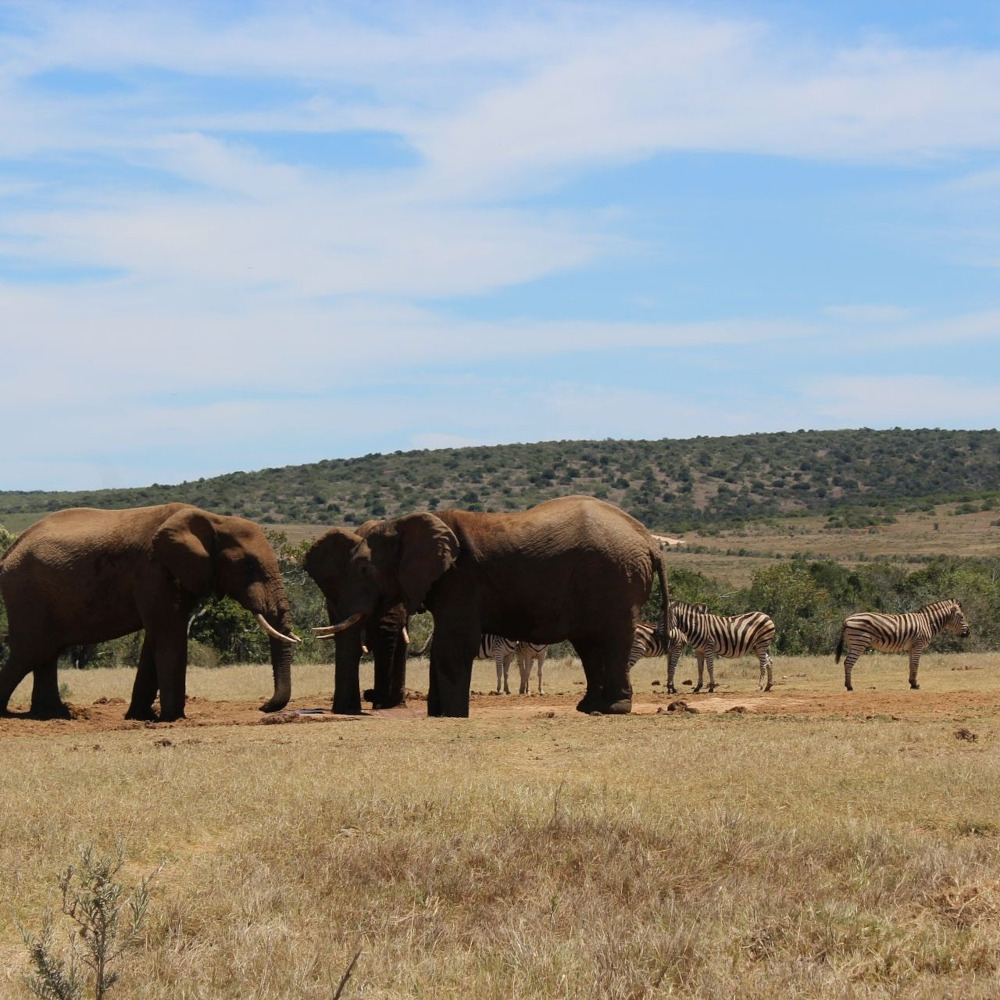 south-africa-2721075_1920